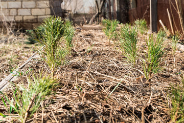 small pine seedlings in the ground covered with a pine needles