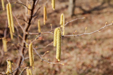 Early spring catkins of hazel. lat. Corylus. Bee on a catkins