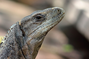 close up de iguana en su habitat 