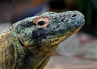 Komodo dragon's head. Latin name - Varanus komodoensis	
