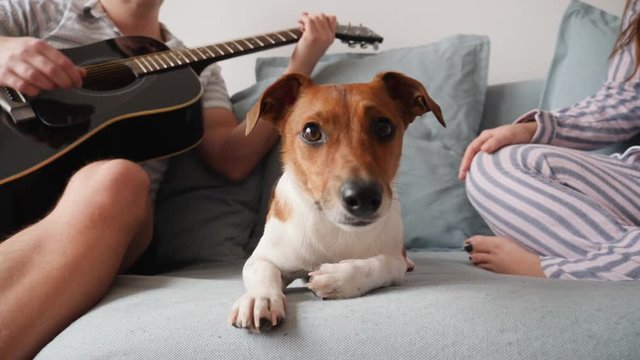 Cute small pet dog lie on a couch near pregnant young family with guitar