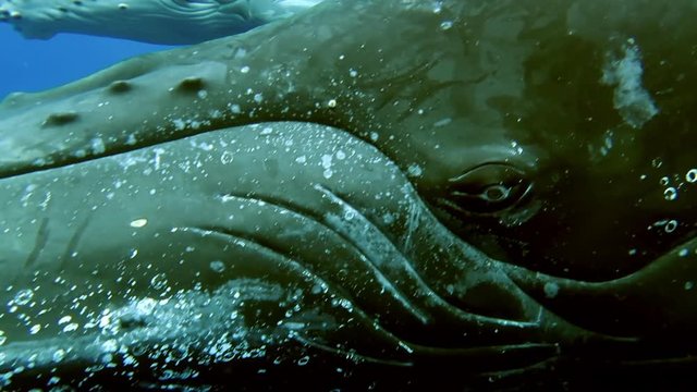 Close-up eye of humpback whale mother and calf underwater in Indian Ocean.