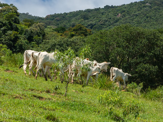 Fototapeta premium Oxen living free in the filed - livestock cattle
