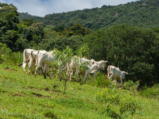 Oxen living free in the filed - livestock cattle