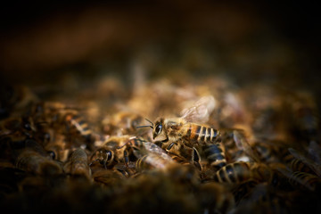 Westliche Honigbiene (Apis mellifera)