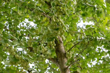 Green ginkgo nuts on the tree