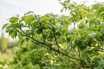 Japanese apricot fruit, Young fruits of Ume, on the branch