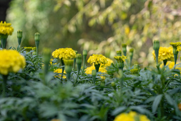 Yellow marigold flowers