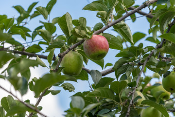 Apple tree and beginning ripe apple, on the branch