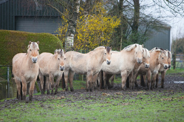 Obraz na płótnie Canvas fjord horses in meadow near farmhouse and barn
