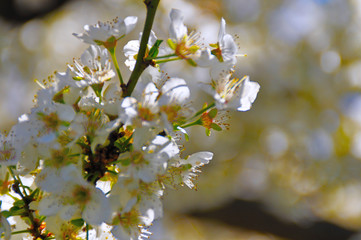 Spring in bloom
