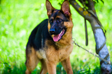 german shepherd on green grass