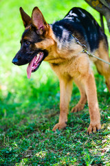 german shepherd on green grass