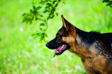 german shepherd on green grass