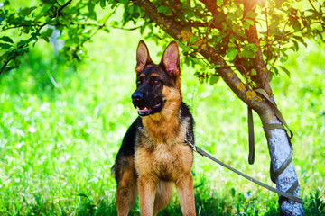 german shepherd on green grass