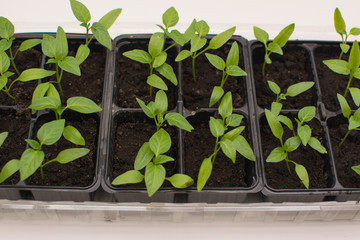 Homegrown pepper seedlings in plastic cups
