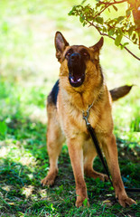 german shepherd on green grass