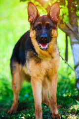 german shepherd on green grass