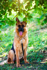 german shepherd on green grass