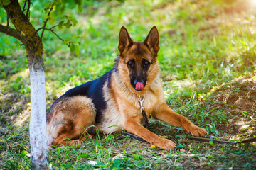 german shepherd on green grass
