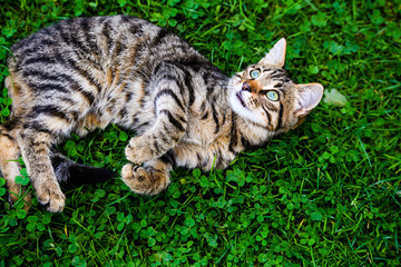 cat with amazing eyes on green grass