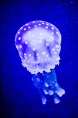 Beautiful jellyfish, medusa in the neon light with the fishes. Underwater life in ocean jellyfish. exciting and cosmic sight