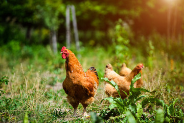 chicken on a farm
