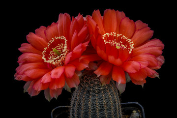 Lobivia haemathantha densispina