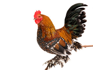 Rooster Milfleur isolated