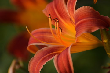Obraz premium Orange Daylily