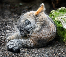 Palas`s сat also known as manul. Latin name - Felis manul