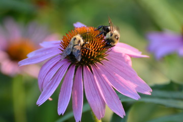 Echinacea Purpurea Eastern Purple Coneflower with Bees