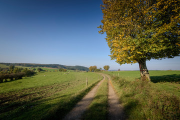 Fototapeta premium Ardennes landscape with fields and cows and dirt road leading into it