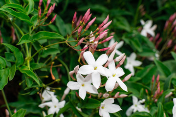 Jasmine flower (Jasminum officinale), blooming with green leaves background