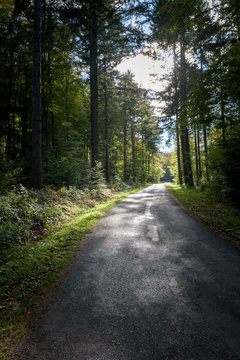 Asphalt road winds through forest with mysterious sunlight