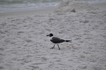 seagull on the beach in florida