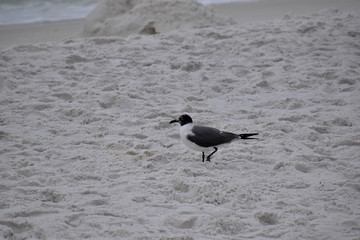 seagull on the beach in florida