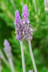 Common lavender flower(Lavandula angustifolia), blooming with green background