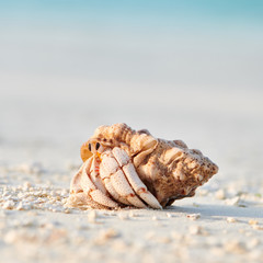 Hermit Crab on a beach