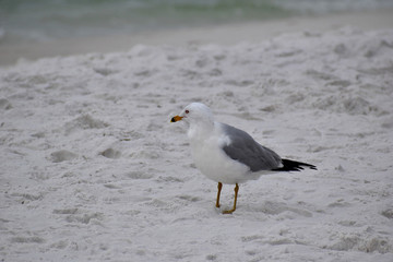 seagull on the beach in florida