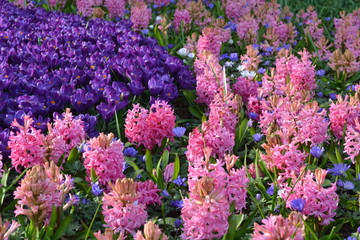 Pink and Purple Hyacinths
