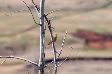 spring, everything blooms. the bird sits on a twig and waits for his soul mate
