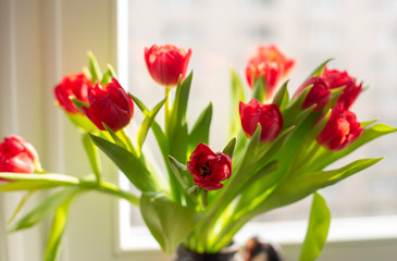 bouquet of red tulips on the windowsill
