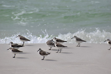 small shorebirds running along the beach