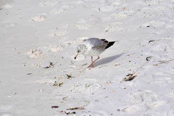 seagull looking for food on the beach