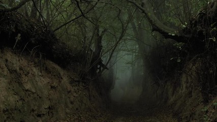 Footage of a ravine in the forest. - Powered by Adobe