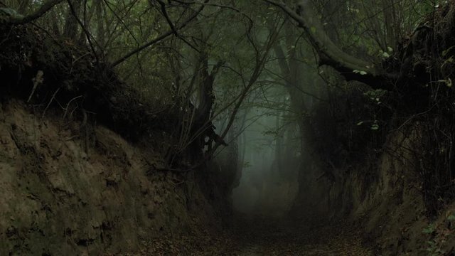 Footage of a ravine in the forest.
