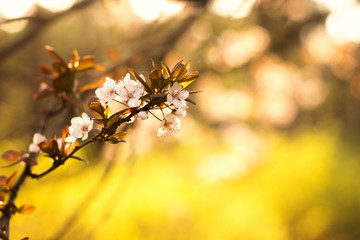 Flowering apricot on a blurred bright background. Backlight, author processing.