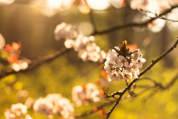 Flowering apricot on a blurred bright background. Backlight, author processing.