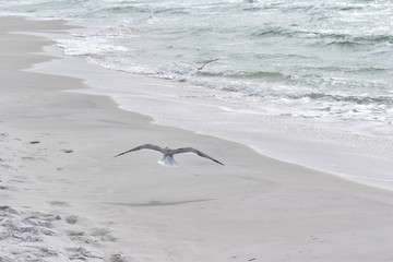 seagull hovering over a florida beach
